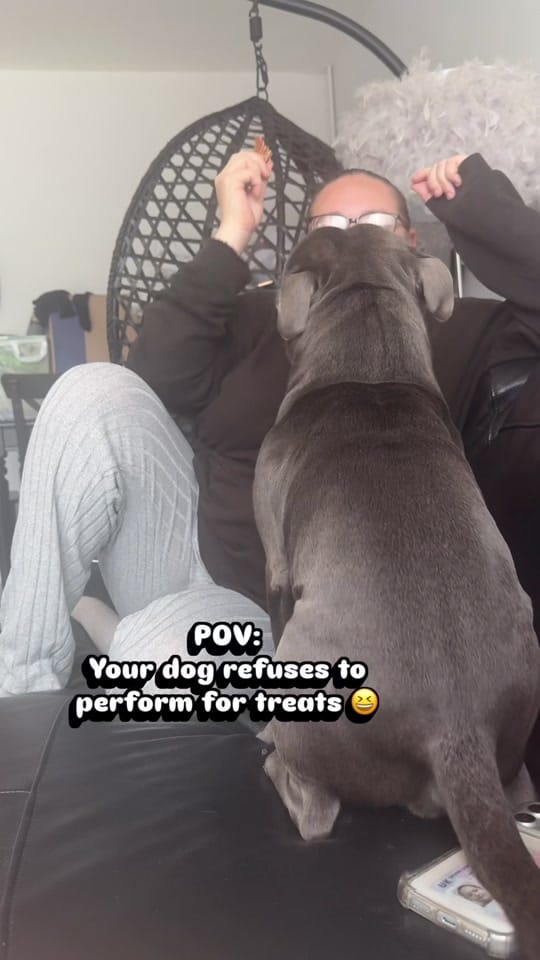 Post 3 by Loki | The dog of mischief on TikTok (video)