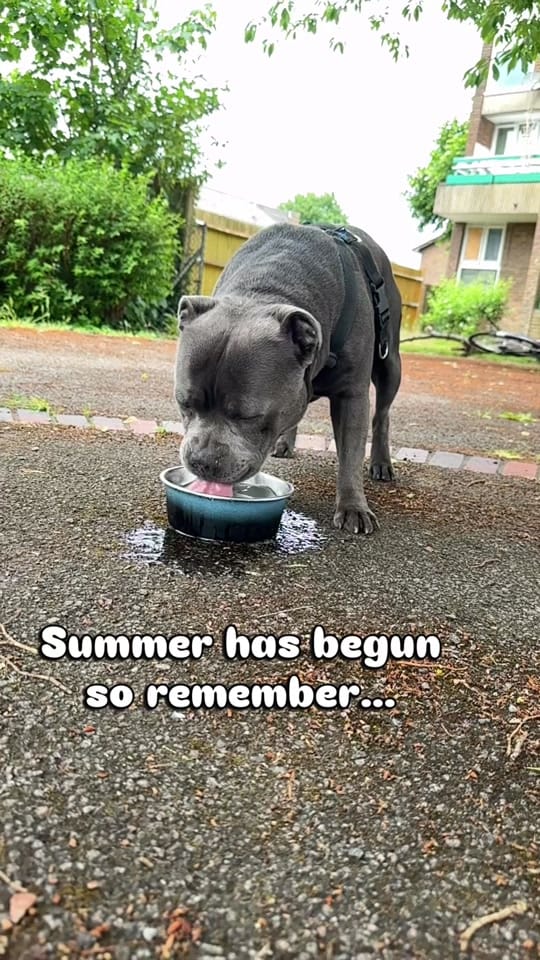 Post 5 by Loki | The dog of mischief on TikTok (video)