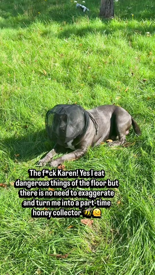 Post 8 by Loki | The dog of mischief on TikTok (video)