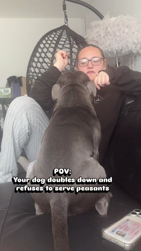 Post 2 by Loki | The dog of mischief on TikTok (video)