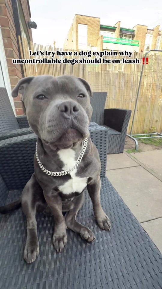 Post 9 by Loki | The dog of mischief on TikTok (video)