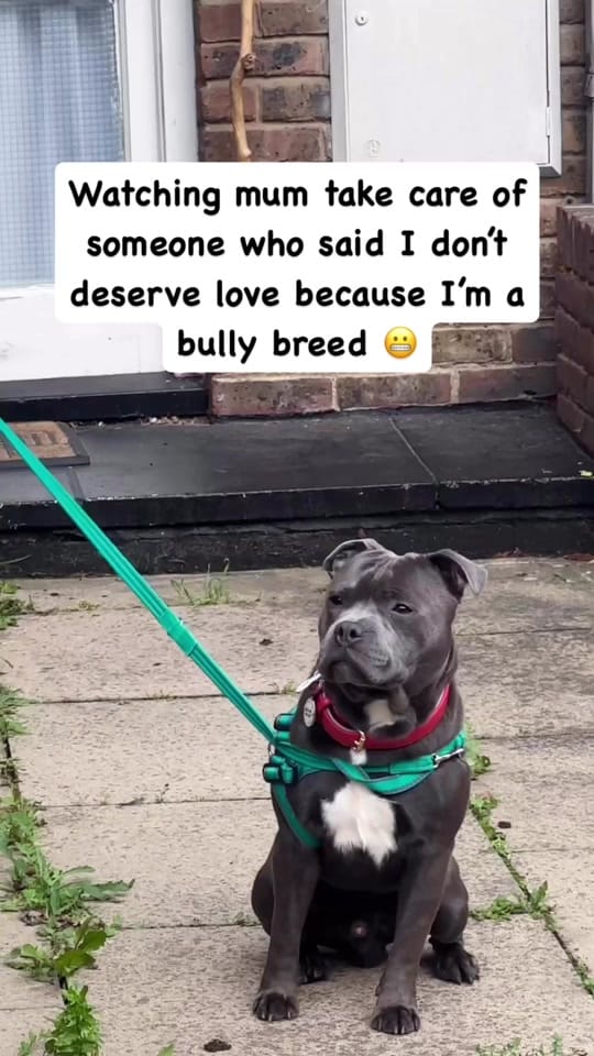 Post 10 by Loki | The dog of mischief on TikTok (video)