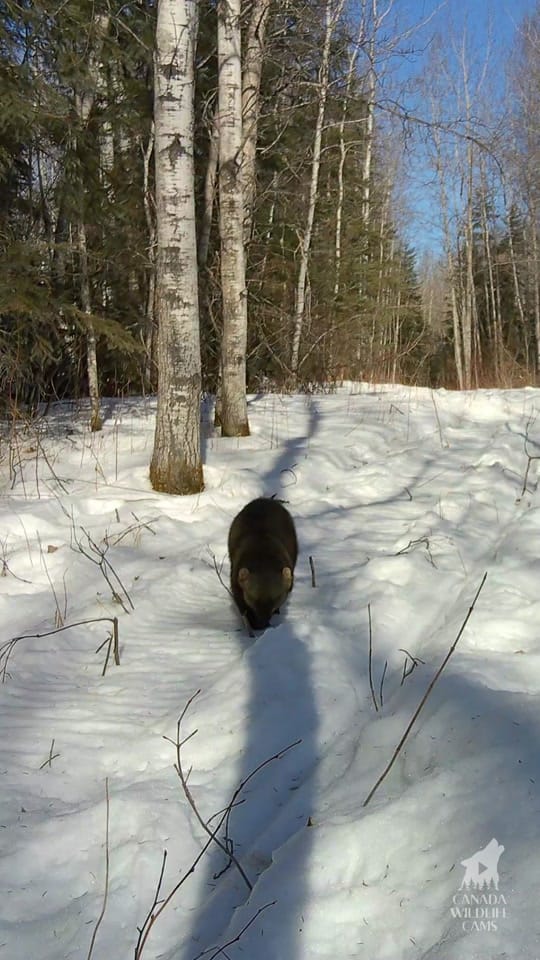 Post 9 by 🇨🇦Canada Wildlife Cams on TikTok (video)