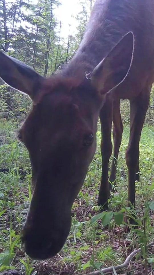 Post 10 by 🇨🇦Canada Wildlife Cams on TikTok (video)