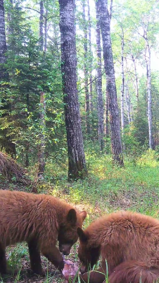 Post 8 by 🇨🇦Canada Wildlife Cams on TikTok (video)