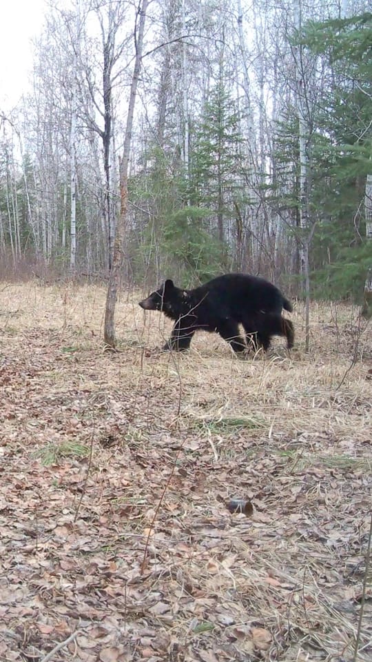 Post 4 by 🇨🇦Canada Wildlife Cams on TikTok (video)