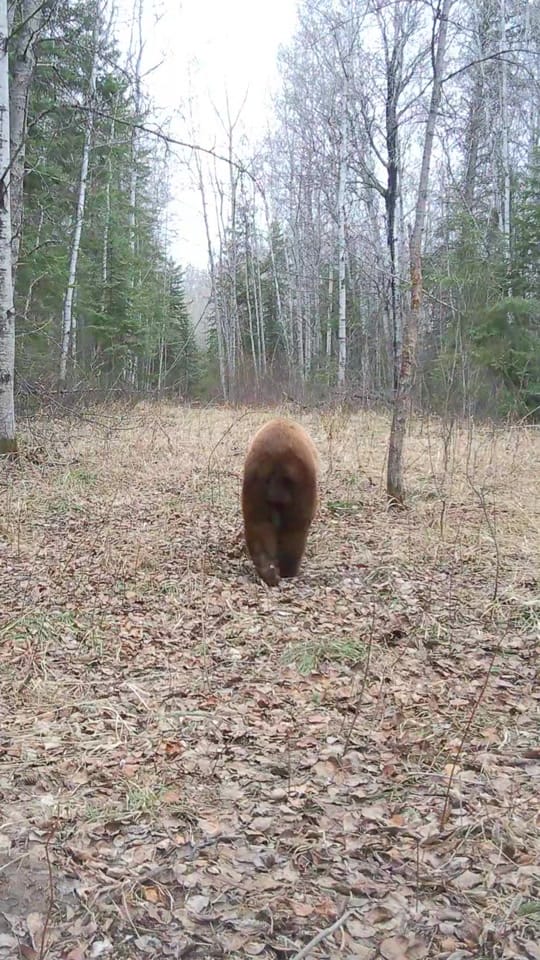 Post 2 by 🇨🇦Canada Wildlife Cams on TikTok (video)