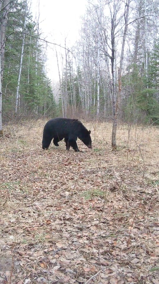 Post 5 by 🇨🇦Canada Wildlife Cams on TikTok (video)