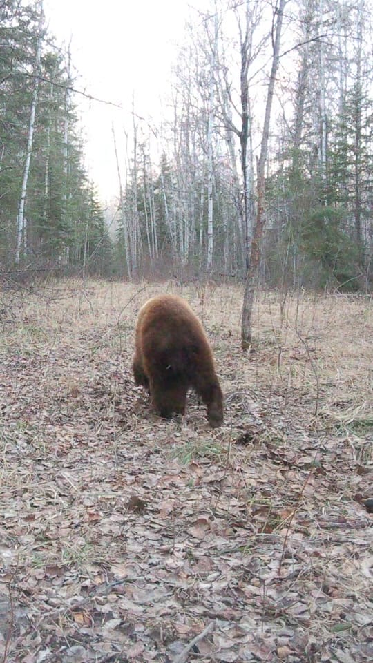 Post 7 by 🇨🇦Canada Wildlife Cams on TikTok (video)