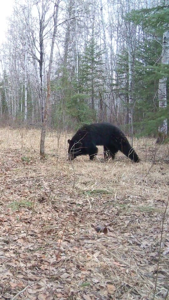 Post 3 by 🇨🇦Canada Wildlife Cams on TikTok (video)