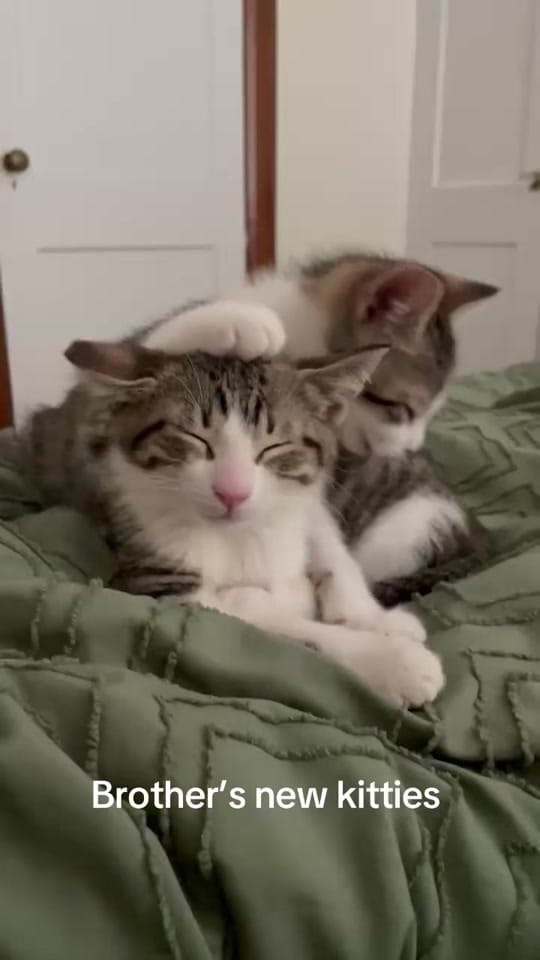 Post 2 by Connor Lyn on TikTok (video)