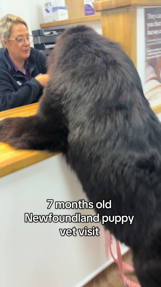 Post 8 by Newfypups on TikTok (video)