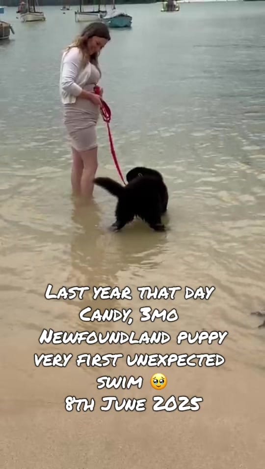 Post 7 by Newfypups on TikTok (video)