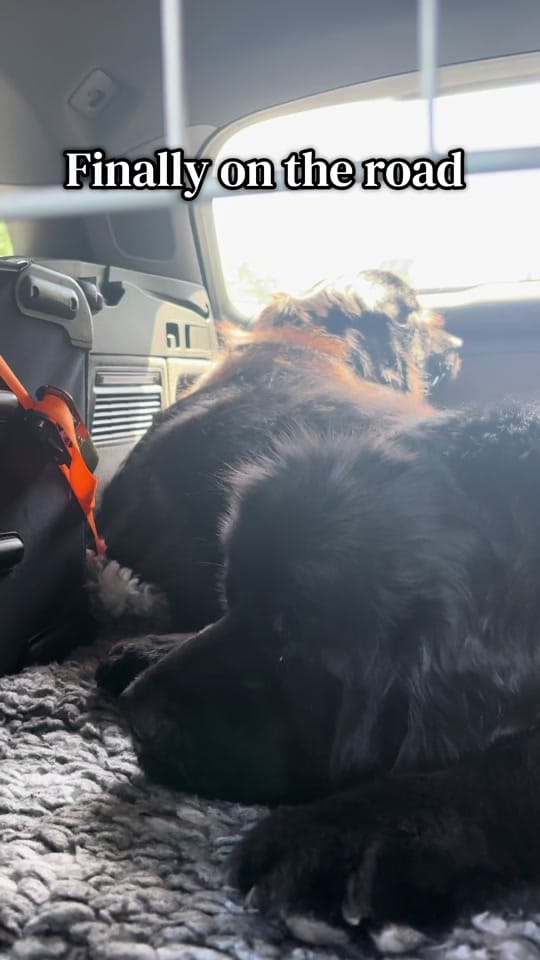 Post 3 by Newfypups on TikTok (video)