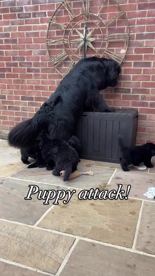 Post 9 by Newfypups on TikTok (video)
