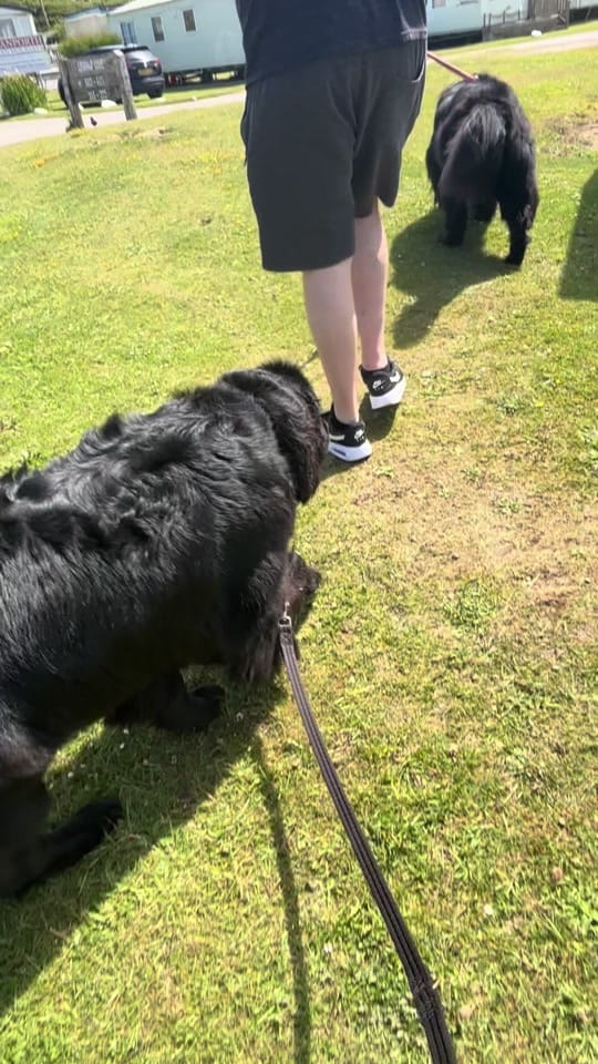Post 2 by Newfypups on TikTok (video)