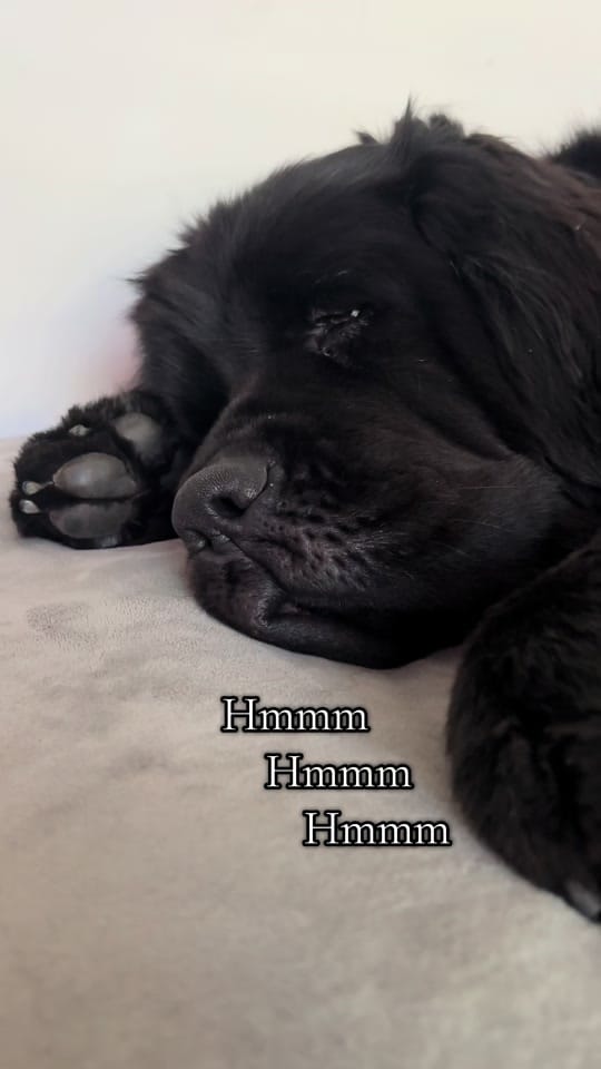 Post 5 by Newfypups on TikTok (video)