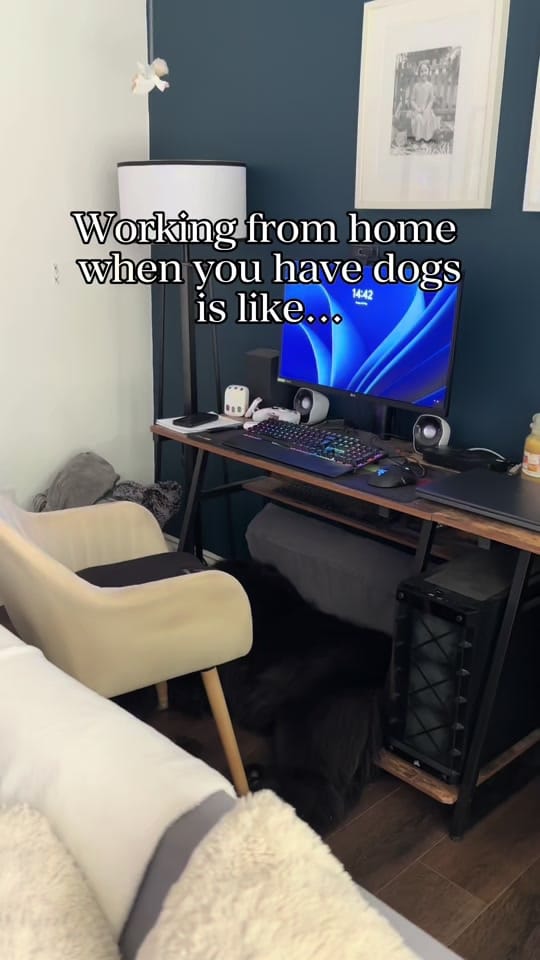 Post 6 by Newfypups on TikTok (video)