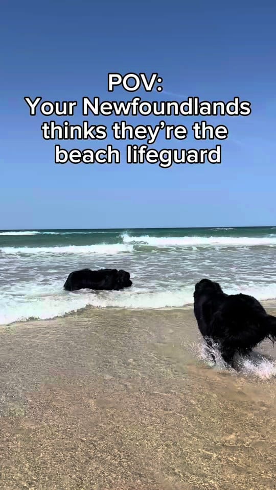 Post 1 by Newfypups on TikTok (video)