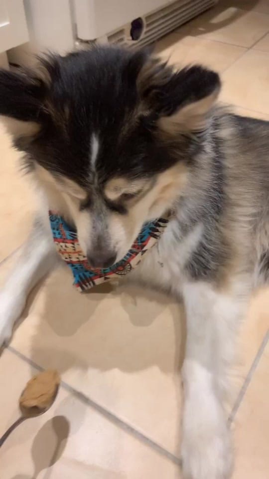 Post 9 by Steven C on TikTok (video)
