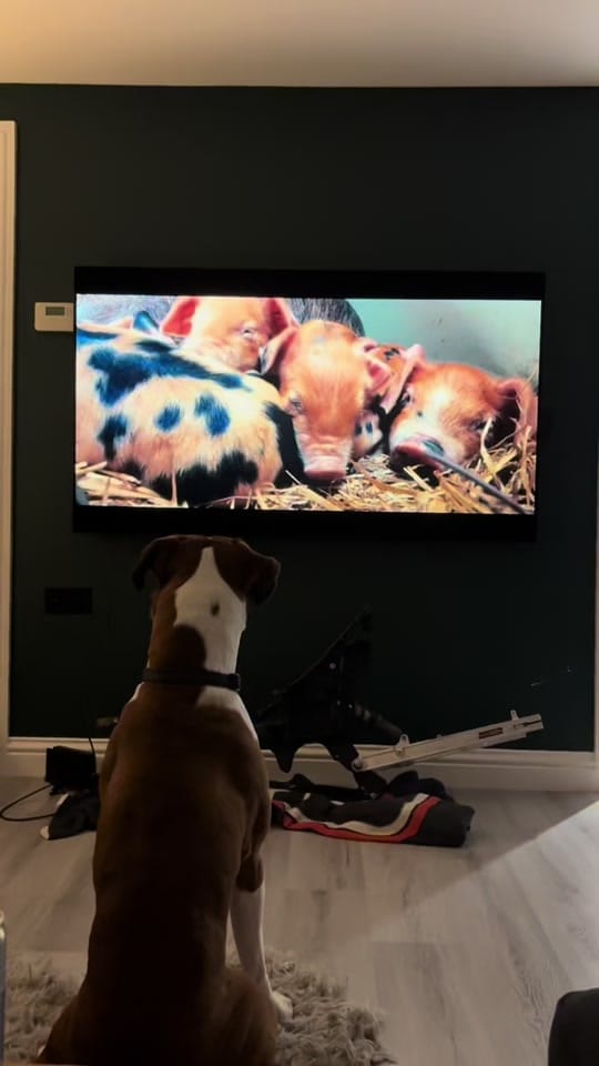 Post 5 by Anna on TikTok (video)