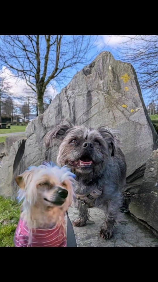 Post 6 by Bogart The MorkieBugg  🇨🇦 on TikTok (video)