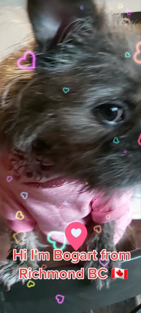 Post 10 by Bogart The MorkieBugg  🇨🇦 on TikTok (video)