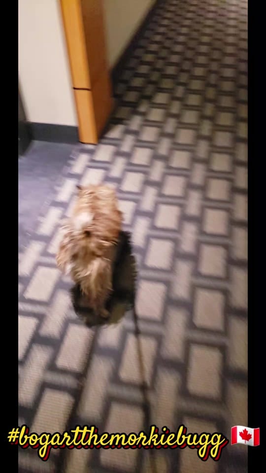 Post 8 by Bogart The MorkieBugg  🇨🇦 on TikTok (video)