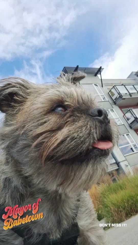 Post 9 by Bogart The MorkieBugg  🇨🇦 on TikTok (video)