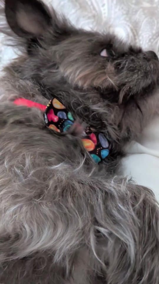 Post 1 by Bogart The MorkieBugg  🇨🇦 on TikTok (video)