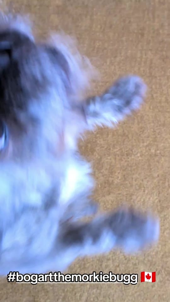 Post 2 by Bogart The MorkieBugg  🇨🇦 on TikTok (video)