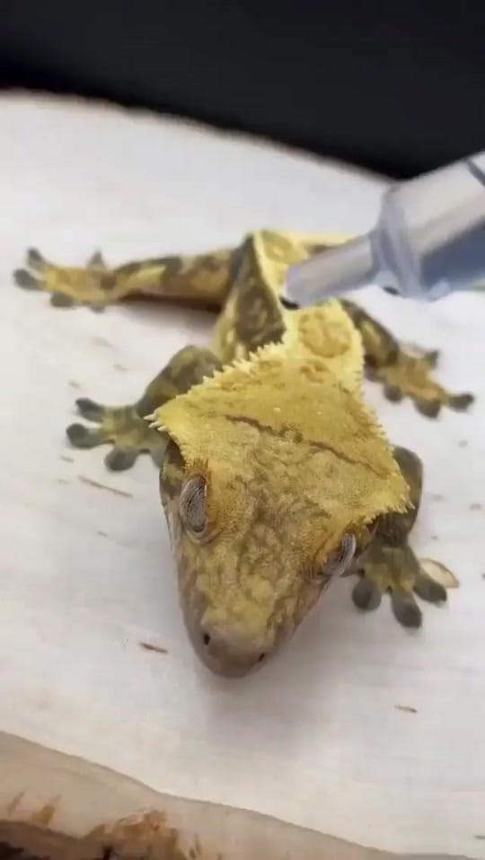 Post 2 by Quinn Johnston on TikTok (video)