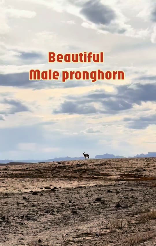Post 6 by Lisa Millman-Brown on TikTok (video)