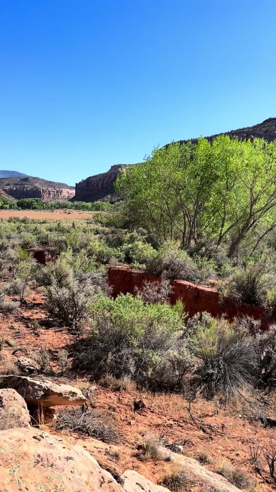Post 2 by Lisa Millman-Brown on TikTok (video)