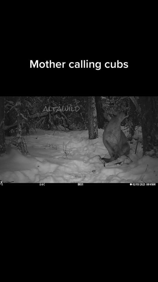 Post 9 by Brad Stokke on TikTok (video)