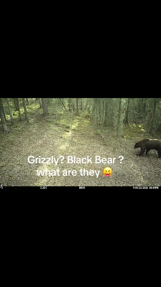 Post 2 by Brad Stokke on TikTok (video)