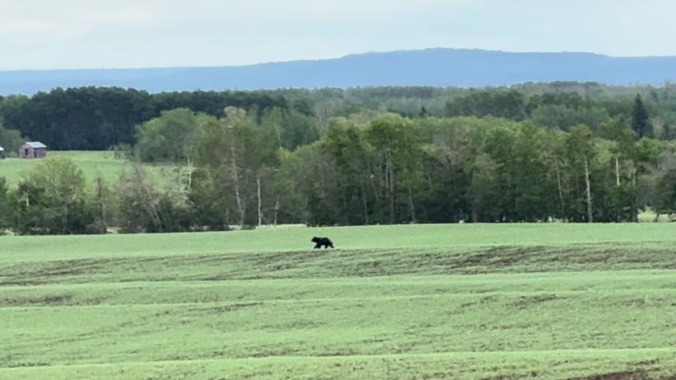 Post 5 by Brad Stokke on TikTok (video)