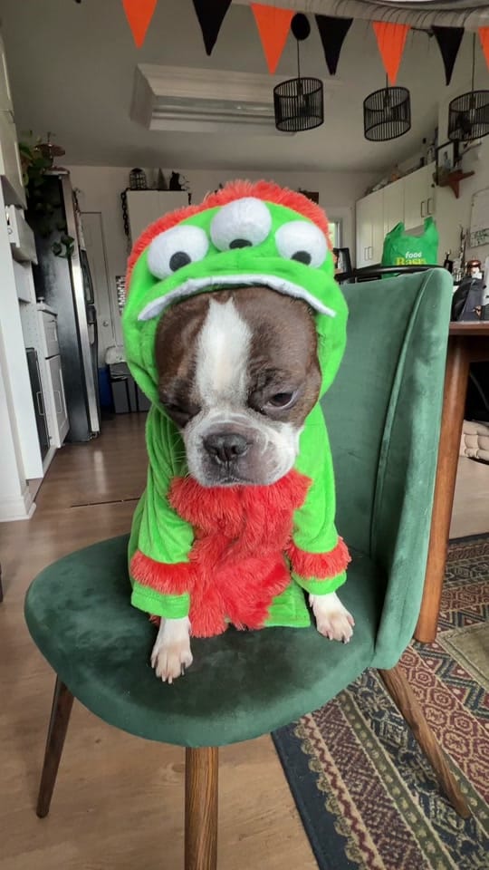 Post 8 by 🖤 𝕿𝖆𝖙𝖎𝖌𝖌𝖆𝖙 🖤 on TikTok (video)