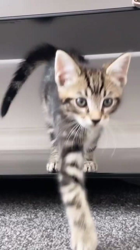 Post 9 by JORDAN on TikTok (video)