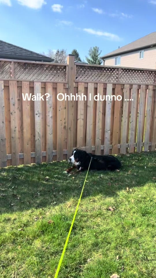 Post 5 by Dotsy The Clown on TikTok (video)