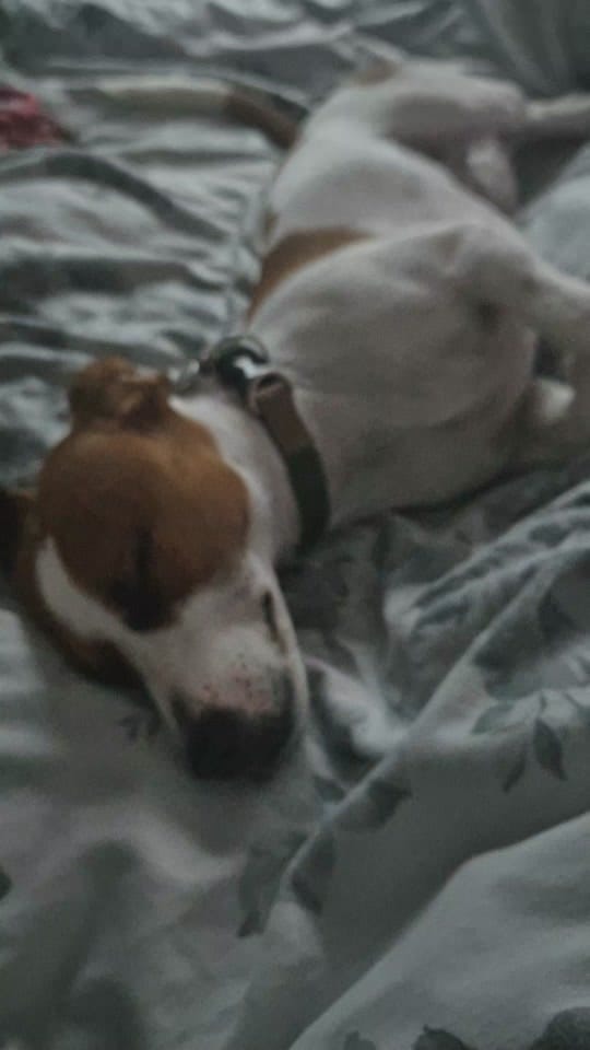 Post 8 by Dizzy1980 🍻💚 on TikTok (video)