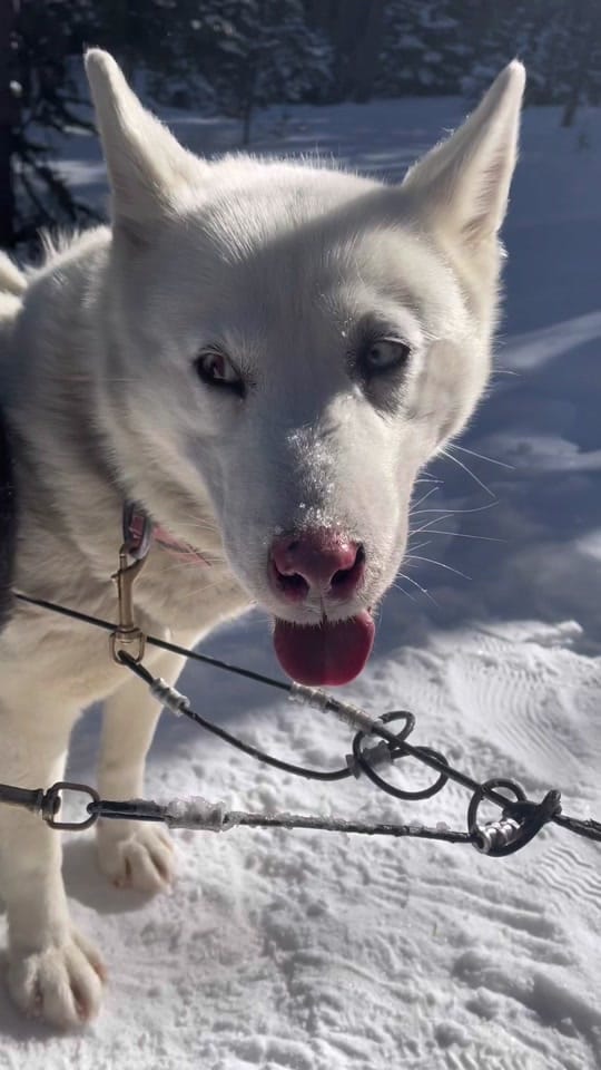 Post 8 by Julia Roblin on TikTok (video)