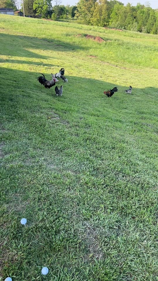 Post 5 by Robbie Musk on TikTok (video)