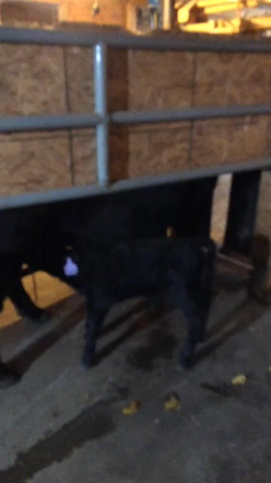 Post 1 by Cordell Holman on TikTok (video)