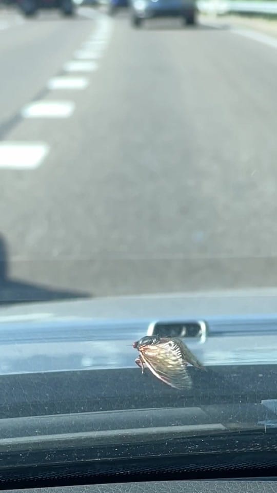 Post 3 by Motoexotica on TikTok (video)
