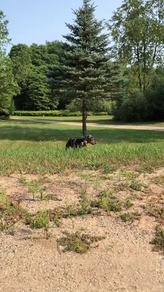 Post 8 by Ravyn on TikTok (video)