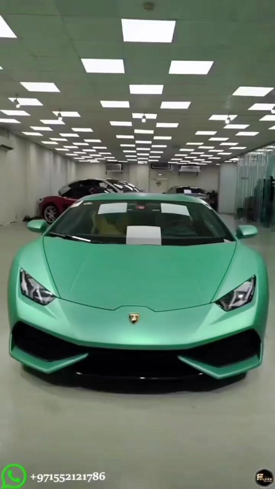 Post 6 by Arabian Gazelles on TikTok (video)