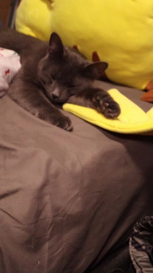 Post 4 by KAWAII.IN.ACTION on TikTok (video)