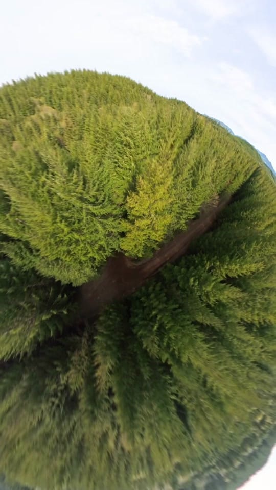 Post 4 by Subaru Motorsports USA on TikTok (video)
