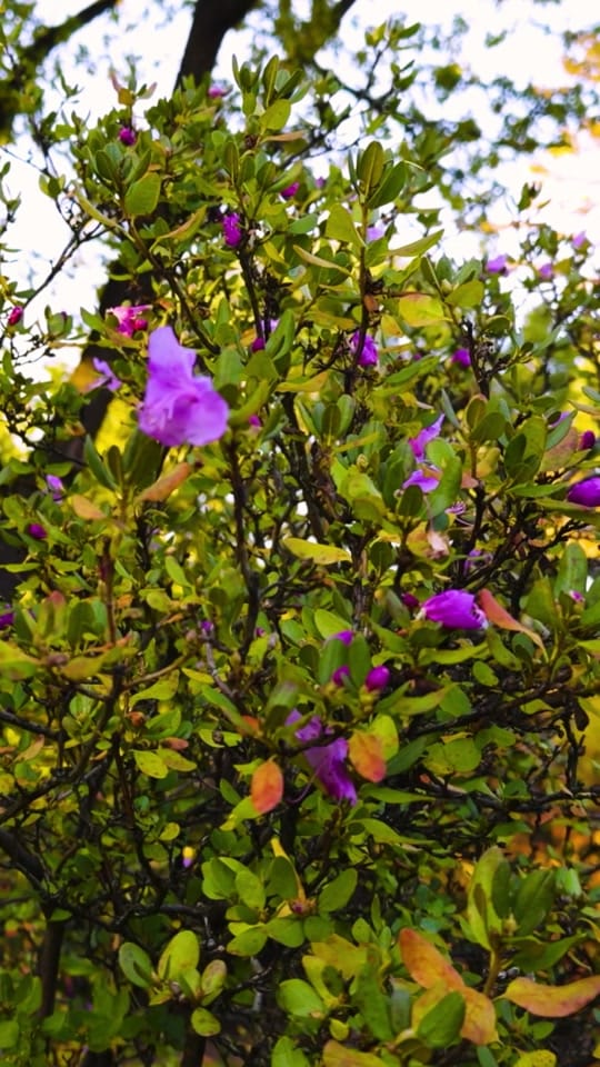 Post 9 by Emily Teresa Singh on TikTok (video)